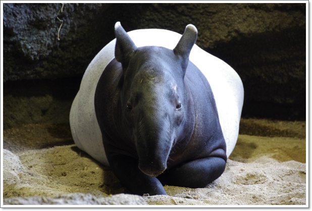 円山動物園 13 04 23 02 マレーバク m ふぉと 円山動物園 13 04 23 02 マレーバク m ふぉと