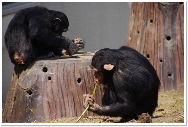 円山動物園　\'13.04.23-04　チンパンジー_f0218836_22363100.jpg