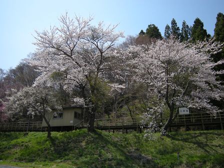 桜満開!JR岩泉線二升石駅にて_b0206037_6264794.jpg