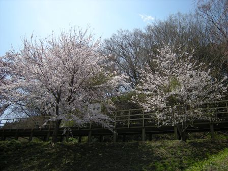 桜満開!JR岩泉線二升石駅にて_b0206037_6272324.jpg