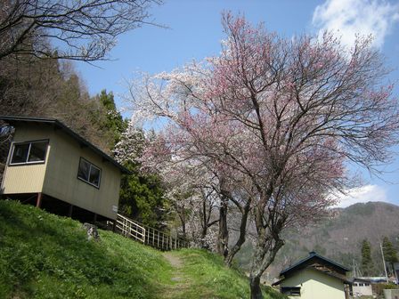 桜満開!JR岩泉線二升石駅にて_b0206037_627425.jpg