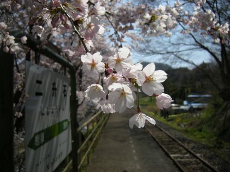 桜満開!JR岩泉線二升石駅にて_b0206037_6333657.jpg
