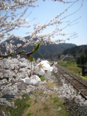 桜満開!JR岩泉線二升石駅にて_b0206037_6334892.jpg