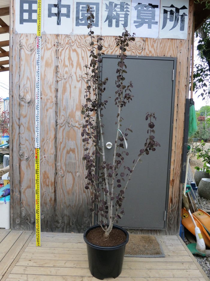 紫カツラ レッドフォックス 本株立ち Red Fox 販売 値段 価格 画像 写真 庭木 安行 植木 田中園 Shop Tanakaen Jp Web Magazine 紫カツラ レッドフォックス 本株立ち Red Fox 販売 値段 価格 画像 写真 庭木 安行 植木 田中園 Shop Tanakaen Jp Web Magazine
