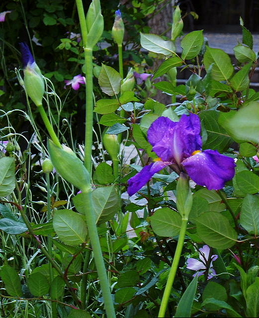 ドイツ文目 蜆花 シレネ ユニフローラ 蚤の綴り サルビア メキシカーナ 麦仙翁 風に吹かれて