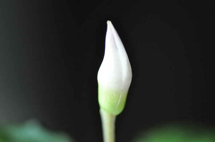 Bucephalandra sp. from Air terjun Gunung Puis【AZ0811-8】 #1