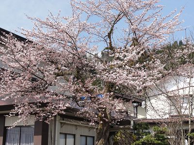 町内の桜の花が咲きました_a0084753_13303916.jpg