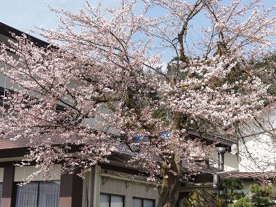 町内の桜の花が咲きました_a0084753_13304996.jpg