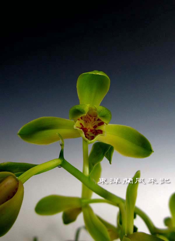中国蘭一茎九華「大一品」　　　　　　　　　　　　　　　No.488_f0178953_139326.jpg