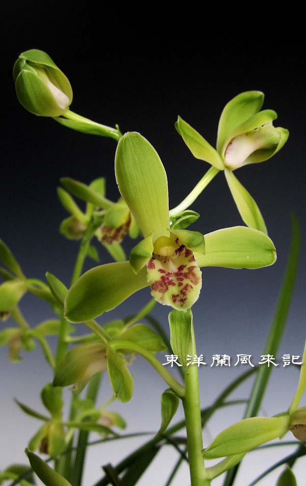 中国蘭一茎九華「大一品」　　　　　　　　　　　　　　　No.488_f0178953_1393610.jpg