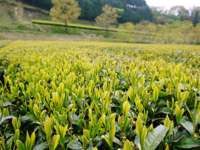 菊池水源茶 まもなく「八十八夜」 お茶の新芽が芽吹いてますよ!_a0254656_16522869.jpg