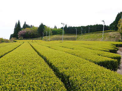 菊池水源茶 まもなく「八十八夜」 お茶の新芽が芽吹いてますよ!_a0254656_1710679.jpg