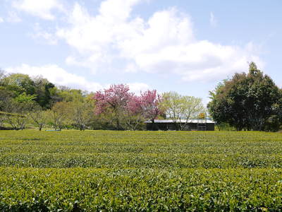 菊池水源茶 まもなく「八十八夜」 お茶の新芽が芽吹いてますよ!_a0254656_17363036.jpg