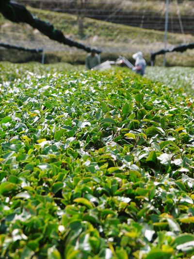 菊池水源茶 まもなく「八十八夜」 お茶の新芽が芽吹いてますよ!_a0254656_18235645.jpg