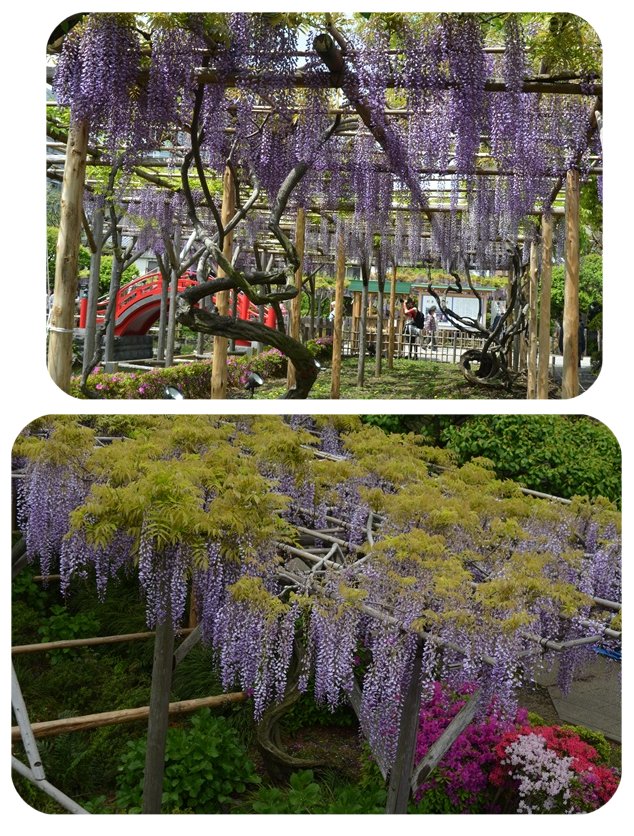 亀戸天神社の藤です_e0020957_7512229.jpg