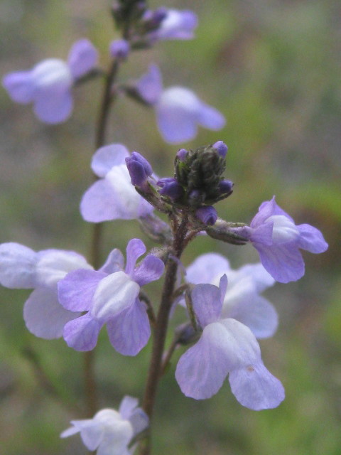 c0185858_03411.jpg