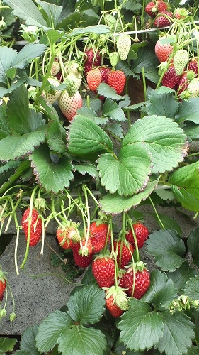 e0176158_05506.jpg
