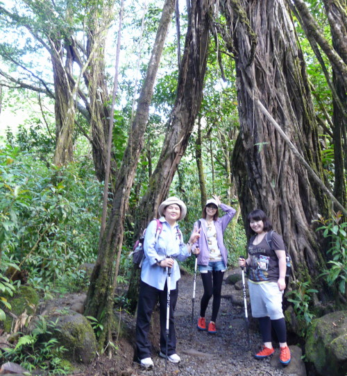 MANOA FALLS TRAIL_a0132260_845021.jpg