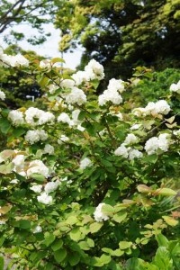高知の庭 4月_a0163160_1122193.jpg