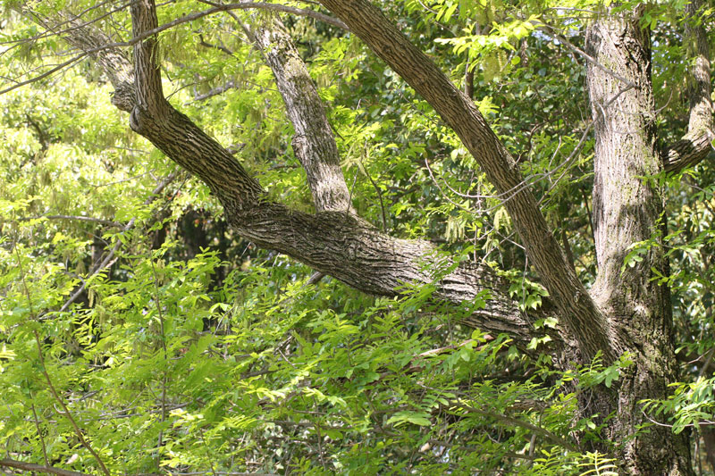 シナサワグルミ Pterocarya stenoptera_f0165160_114199.jpg