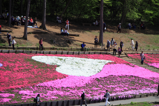 秩父の羊山公園、芝桜の丘へ～♪_d0152261_13314268.jpg