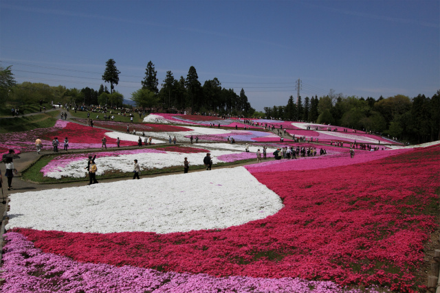 秩父の羊山公園、芝桜の丘へ～♪_d0152261_1331661.jpg