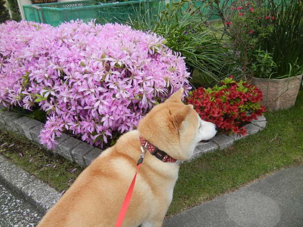 13,4,26(金)ピンクの花が勢ぞろいよ~!_f0060461_11125888.jpg