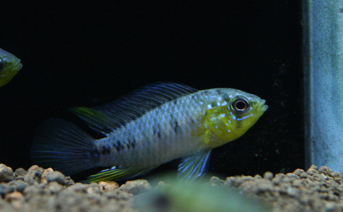 a0162263_1555515.jpg