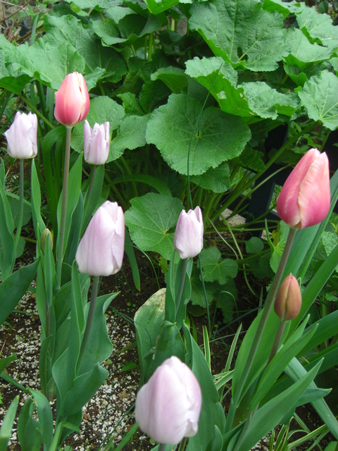 宿根草の花壇では～♪_d0233866_82277.jpg