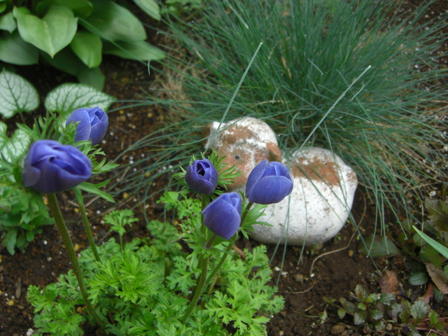 宿根草の花壇では～♪_d0233866_824153.jpg