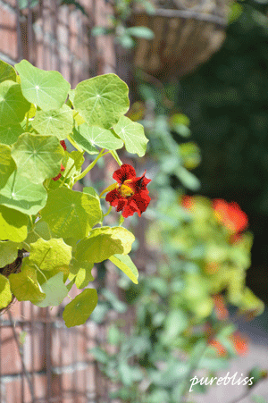 b0243873_13271559.gif
