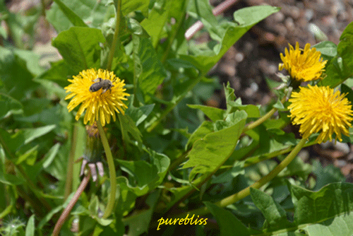 b0243873_1327292.gif