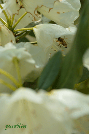 b0243873_1327650.gif
