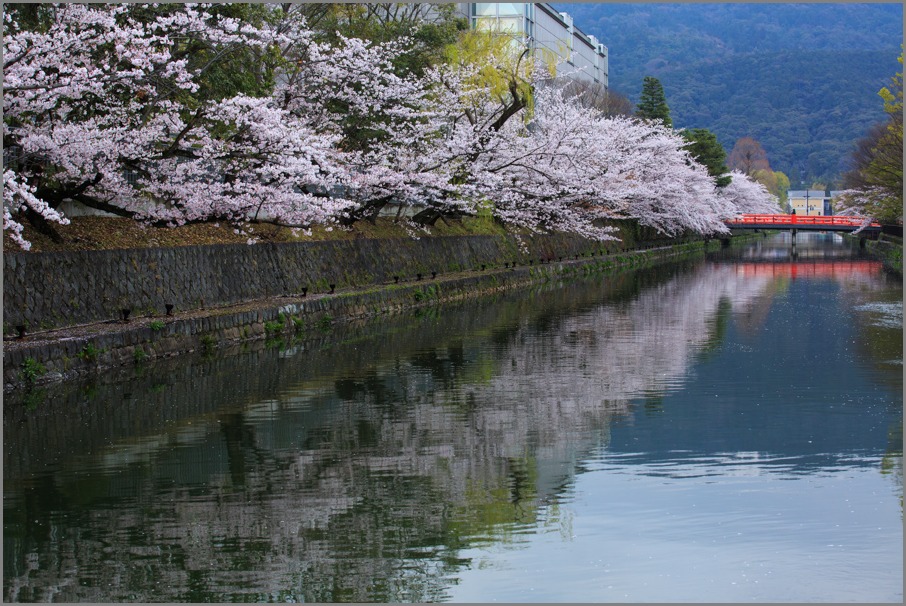 桜！　2013　総集編　其の壱_b0128581_21312659.jpg