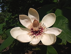 朴の花 清子の流儀 俳人 津田清子の視点 朴の花 清子の流儀 俳人 津田清子の視点