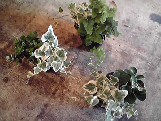 e0197983_22272758.jpg