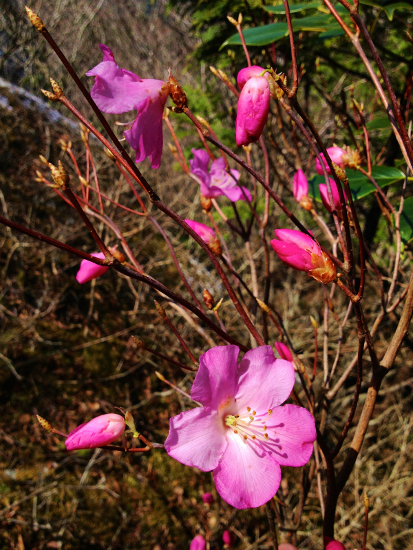 高知県 工石山トレイルセッション_b0220886_053672.jpg