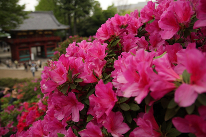 『　根津神社　ツツジ祭 part2 」　東京　根津神社_f0164989_9263944.jpg