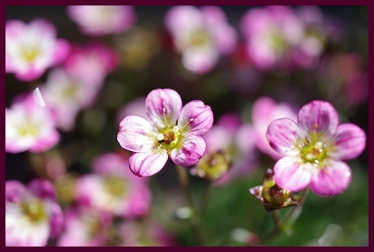 アルカイック森の工房 花達_c0207890_0361774.jpg