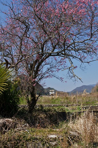 e0176993_7155491.jpg