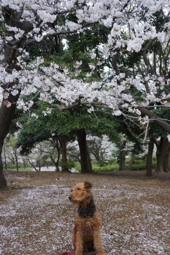 世田谷の桜！　お花見中_a0218499_152718100.jpg