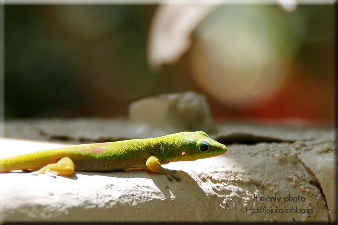 \'13 Hawaii -Gecko & lizard-_e0008800_2312506.jpg