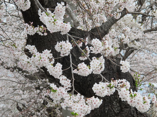 小雨の中の満開の桜は米沢キャンパス（１０）_c0075701_051544.jpg