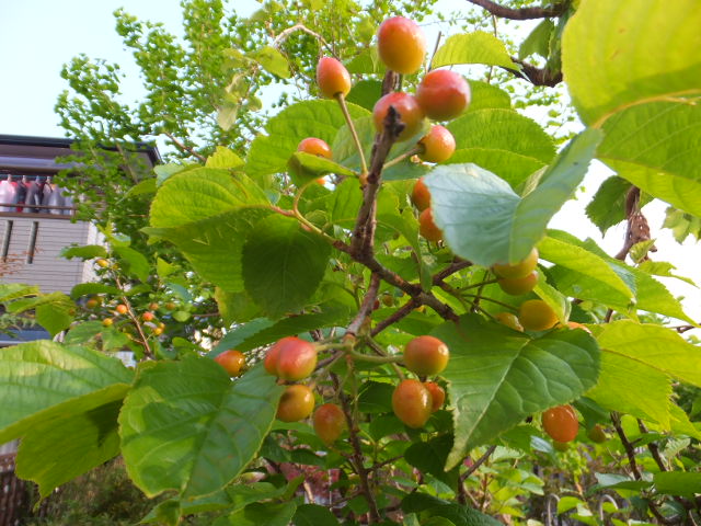 a0271502_1361290.jpg