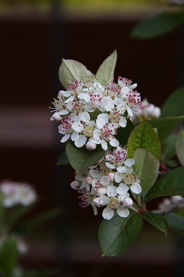 a0123003_2334288.jpg