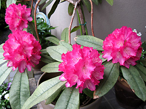 a0177205_13110100.jpg