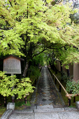 光悦寺 青もみじ_e0048413_18243797.jpg
