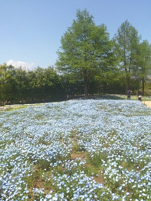 芝桜フェスタ_f0115120_17242093.jpg