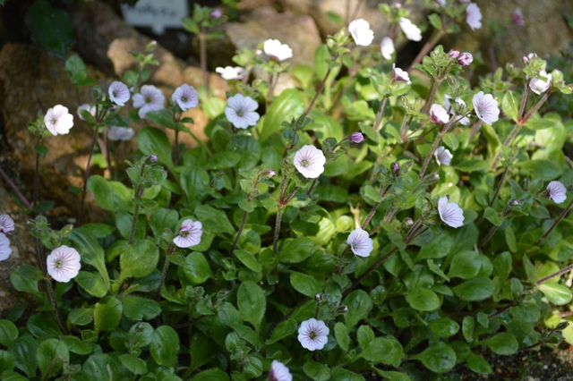 d0096422_133526.jpg