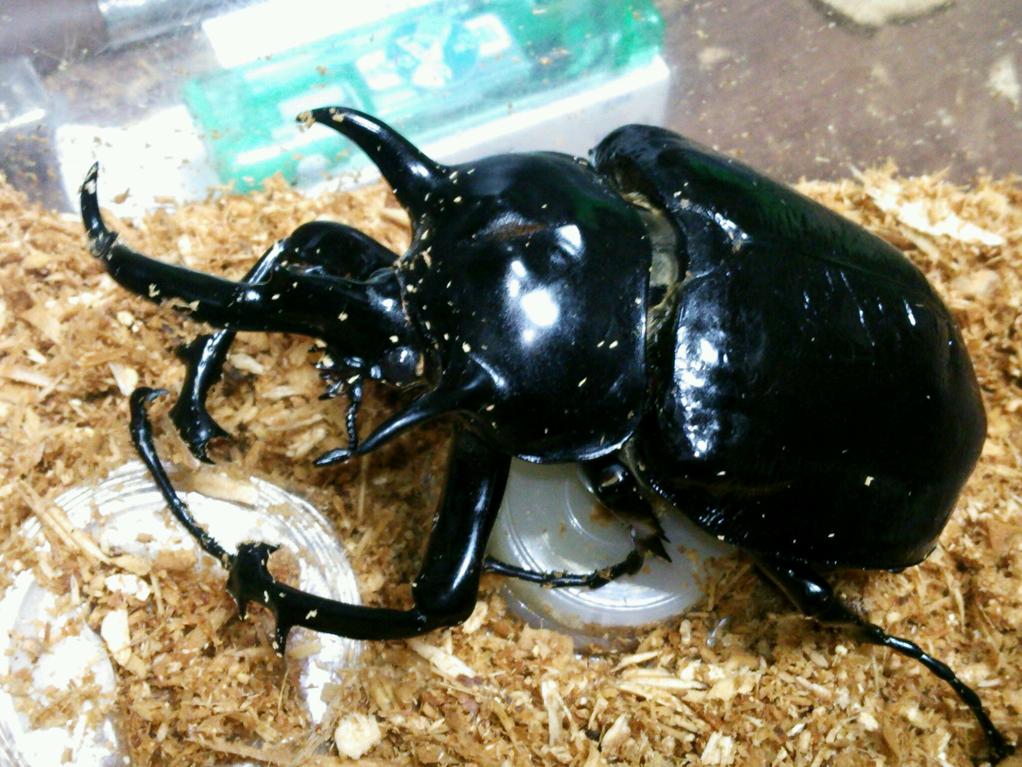 マルスゾウカブトムシ : 飼育の部屋